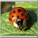 Harmonia axyridis - Asiatischer Marienkaefer 34.jpg